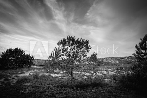 Fototapeta Black and white silhouette of a isolated tree in pine grove in S