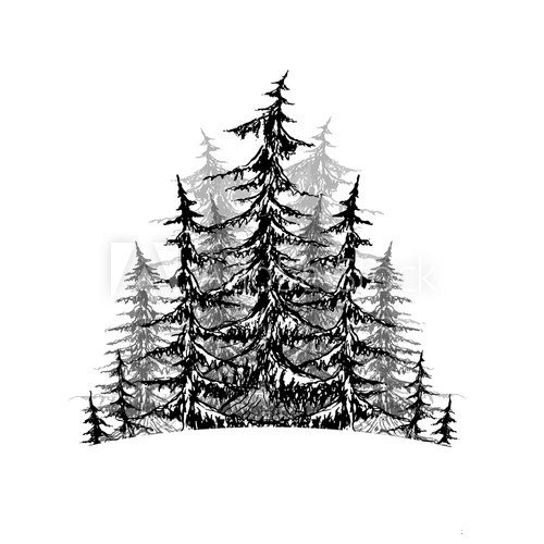 Fototapeta Black and white sketch of trees