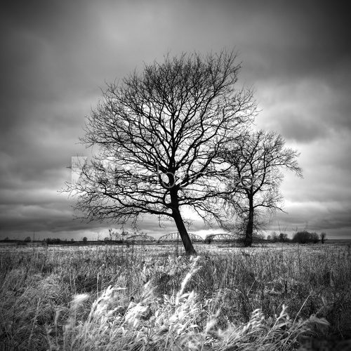 Fototapeta Black and white view of the trees in stormy weather