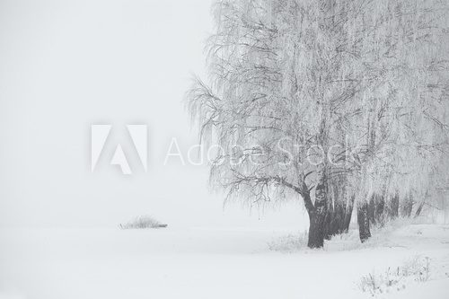 Fototapeta Black and white winter. Birch trees in the fog.