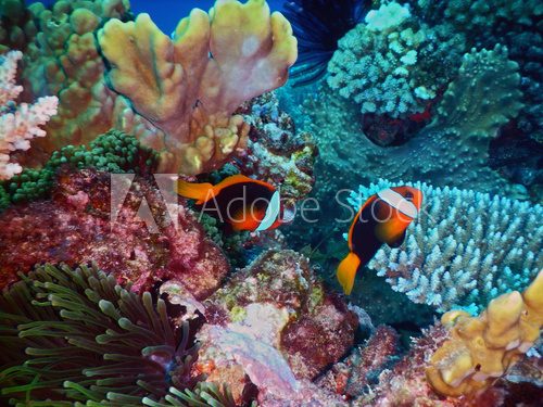 Fototapeta Black anemone fishes