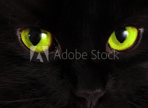 Fototapeta Black cat looks at you with bright green eyes