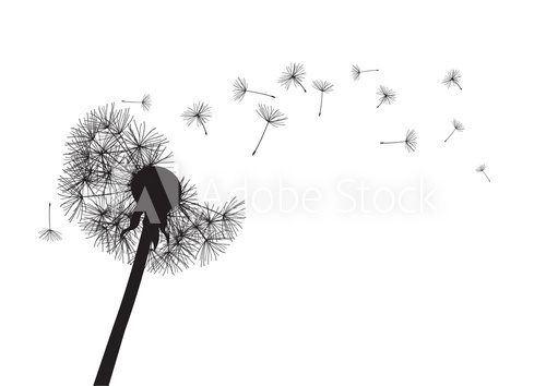 Fototapeta black dandelion loosing his integrity on wind