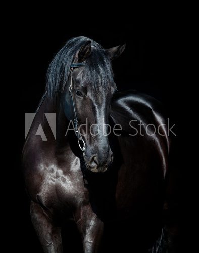 Fototapeta Black horse isolated on black background