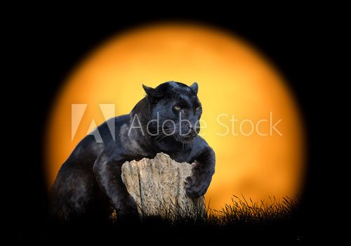 Fototapeta Black leopard on the background of sunset