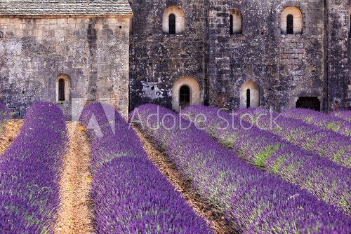 Fototapeta Blooming field of Lavender in front of Senanque, France