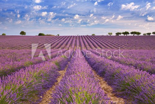 Fototapeta Blooming fields of lavender in the Provence, southern France