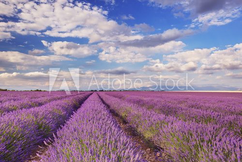 Fototapeta Blooming fields of lavender in the Provence, southern France