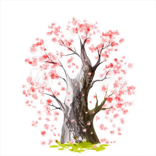 Fototapeta Blooming Japanese cherry tree
