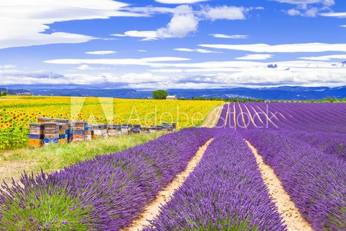 Fototapeta  blooming lavander and sunflowers in Provence, France