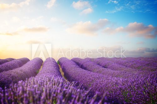 Fototapeta Blooming Lavender field