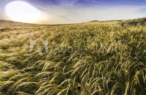 Fototapeta Blooming Stipa in the Steppe