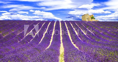 Fototapeta blooming violet feelds of lavander in Provance, France
