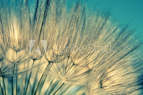 Fototapeta Blue abstract dandelion flower background