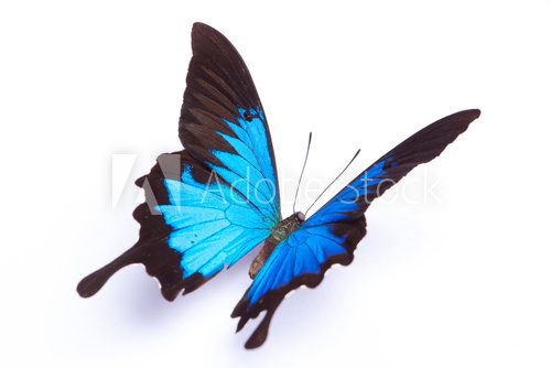 Fototapeta Blue and colorful butterfly on white background