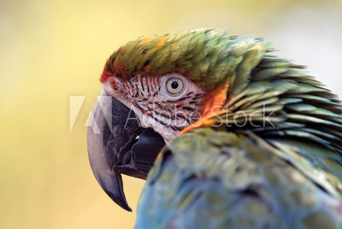 Fototapeta Blue and Gold Macaw