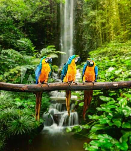 Fototapeta Blue-and-Yellow Macaw