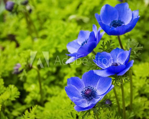 Fototapeta blue anemone flowers