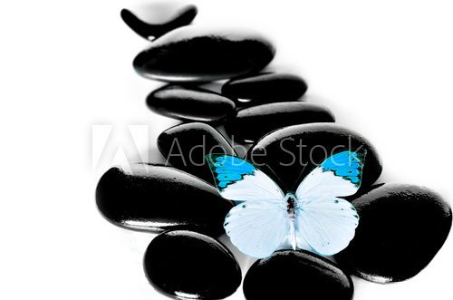 Fototapeta Blue Butterfly and black stones.