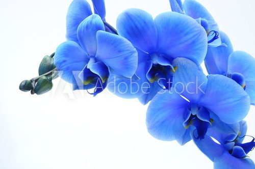 Fototapeta Blue flower orchid