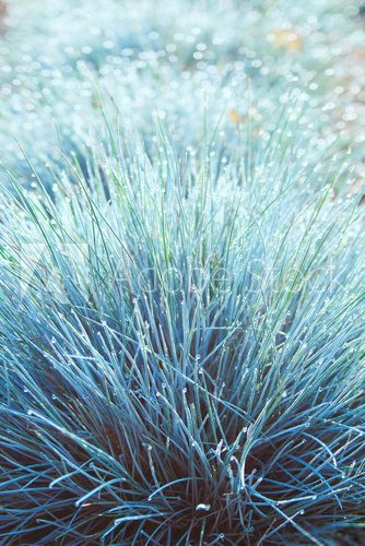 Fototapeta Blue Grass Bushes in the Morning Dew