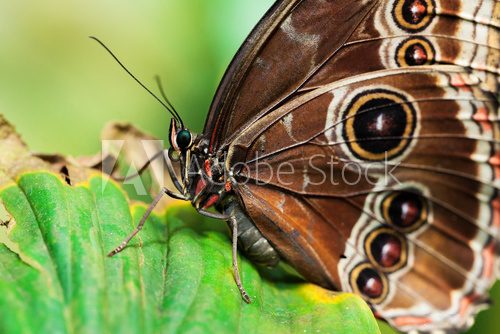 Fototapeta Blue Morphus butterfly