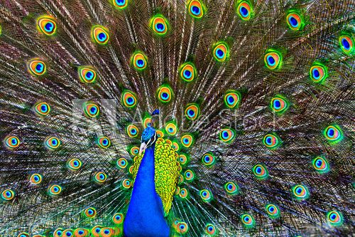 Fototapeta blue peacock