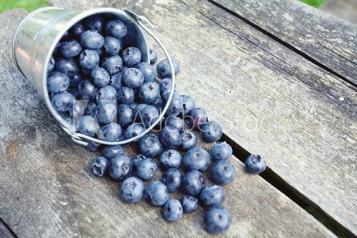 Fototapeta blueberries in a metallic bucket