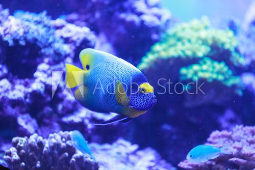 Fototapeta Bluefaced angelfish, Pomacanthus xanthometopon, can be found along the tropical reef