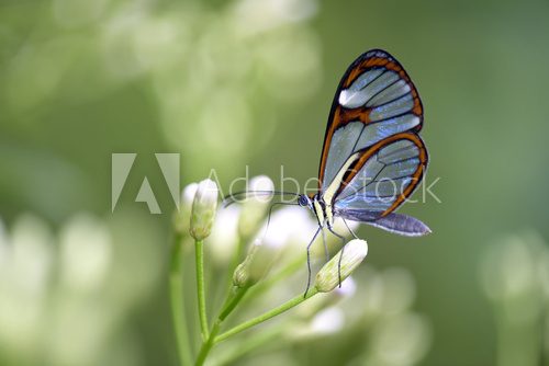 Fototapeta Borboleta Episcada hymenaea