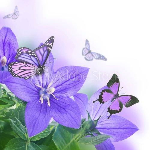 Fototapeta Bouquet of bells and butterfly, floral background