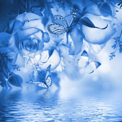 Fototapeta Bouquet of fresh roses, flower bright background and butterfly.