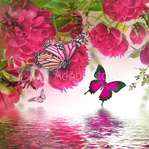 Fototapeta Bouquet of pink peonies and butterfly, floral background