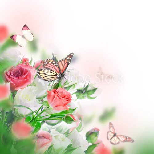 Fototapeta Bouquet of white and pink roses, butterfly. Floral background.