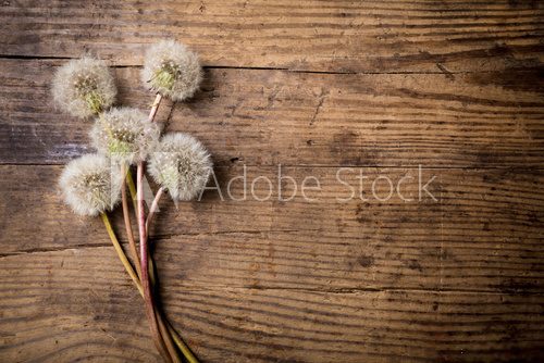 Fototapeta Bouquet of white dandelions on wooden table