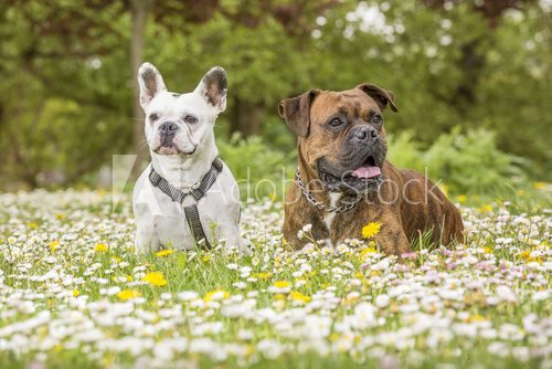 Fototapeta Boxer and bulldog in the park