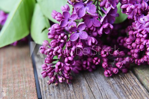 Fototapeta  branch of lilac