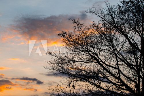 Fototapeta Branches of trees silhouette at sunset