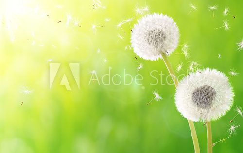 Fototapeta breath of spring - new life and allergy