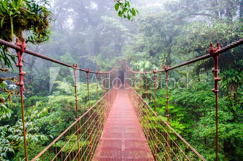 Fototapeta Bridge in Rainforest - Costa Rica - Monteverde