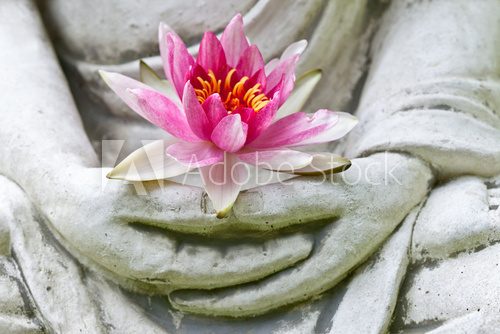 Fototapeta Buddha hands holding flower, close up