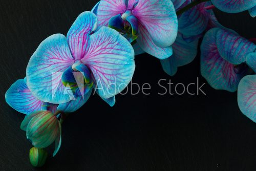 Fototapeta Bunch of violet orchids