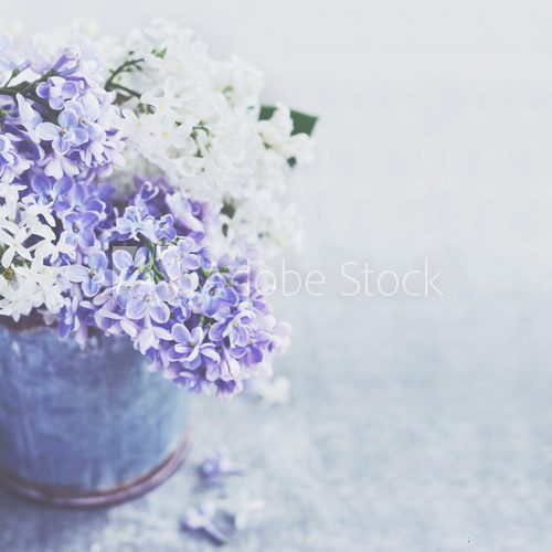 Fototapeta Bunch of white and purple lilac flowers in metal vintage bucket, copy space on grey background