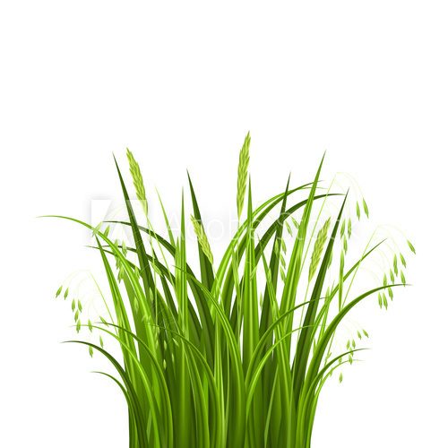 Fototapeta Bush grass isolated on white background