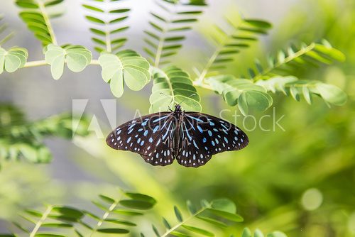 Fototapeta Butterfly