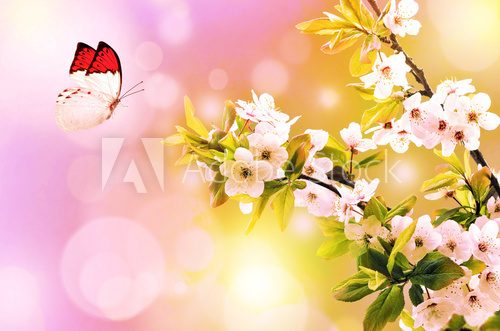 Fototapeta Butterfly and flower cherry