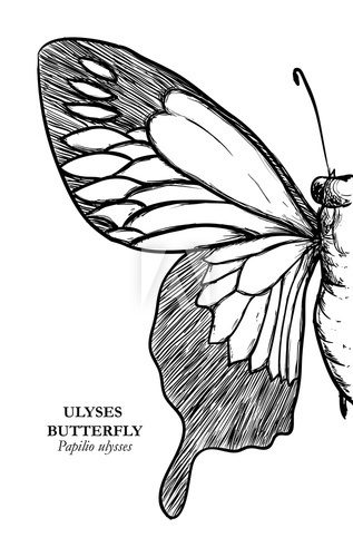 Fototapeta Butterfly design