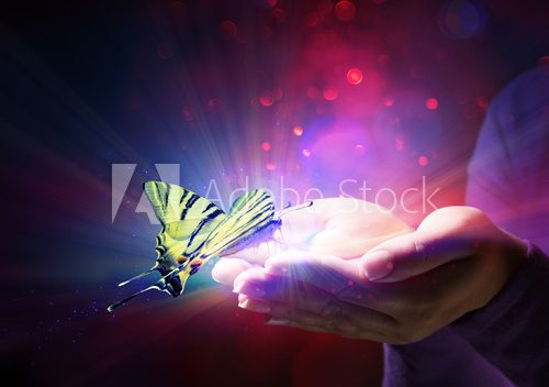 Fototapeta butterfly in hands - fairytale and trust