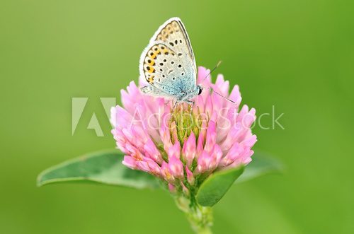 Fototapeta Butterfly is resting on the clover flower