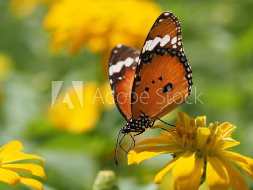 Fototapeta Butterfly On A Flower